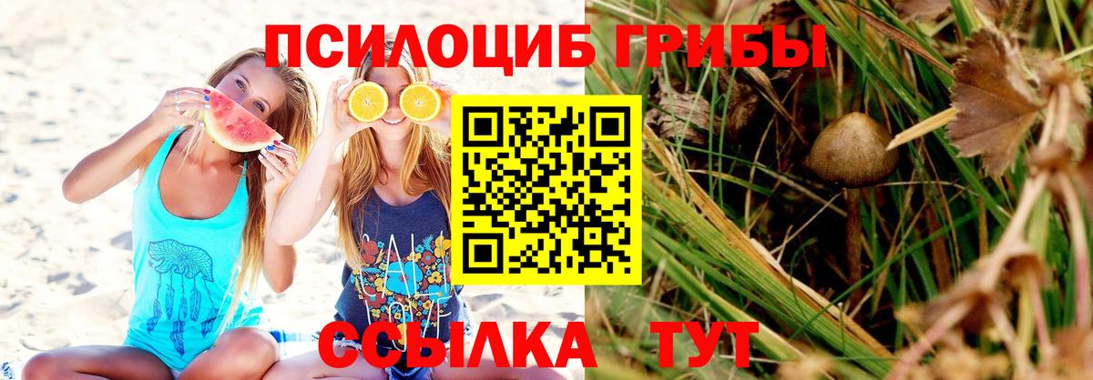 Псилоцибиновые грибы Psilocybe Балашов